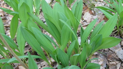 Allium microdictyon