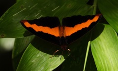 Catonephele mexicana image