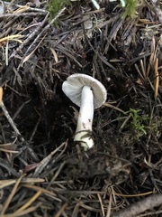 Inocybe lilacina