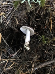 Inocybe lilacina
