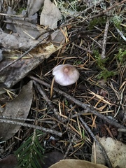 Inocybe lilacina