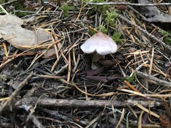 Inocybe lilacina