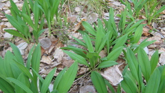 Allium microdictyon