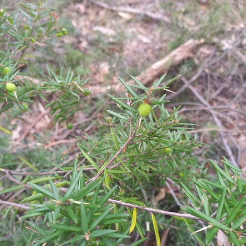 Lissanthe sapida, 2025-08-08