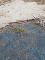 Acrida cinerea