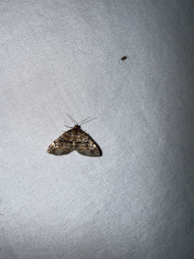 Square-patched Carpet Moth