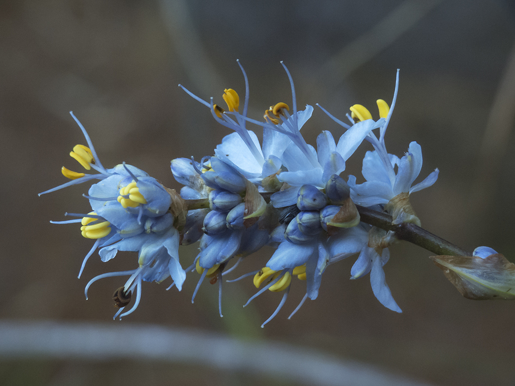 Libertia