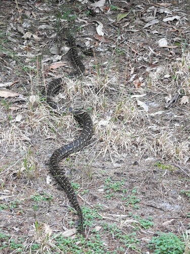 Coastal Carpet Python sighting