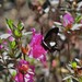 Papilio palawanicus - Photo (c) Bruno Durand,  זכויות יוצרים חלקיות (CC BY-NC), הועלה על ידי Bruno Durand