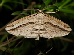 Euphronarcha luxaria