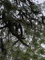 Gleditsia triacanthos