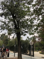 Gleditsia triacanthos