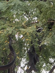 Gleditsia triacanthos