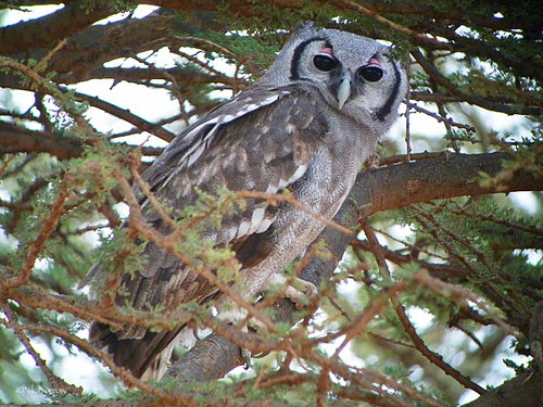 Verreaux's Eagle-Owl