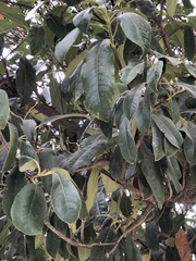 Laurus nobilis