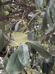 Laurus nobilis