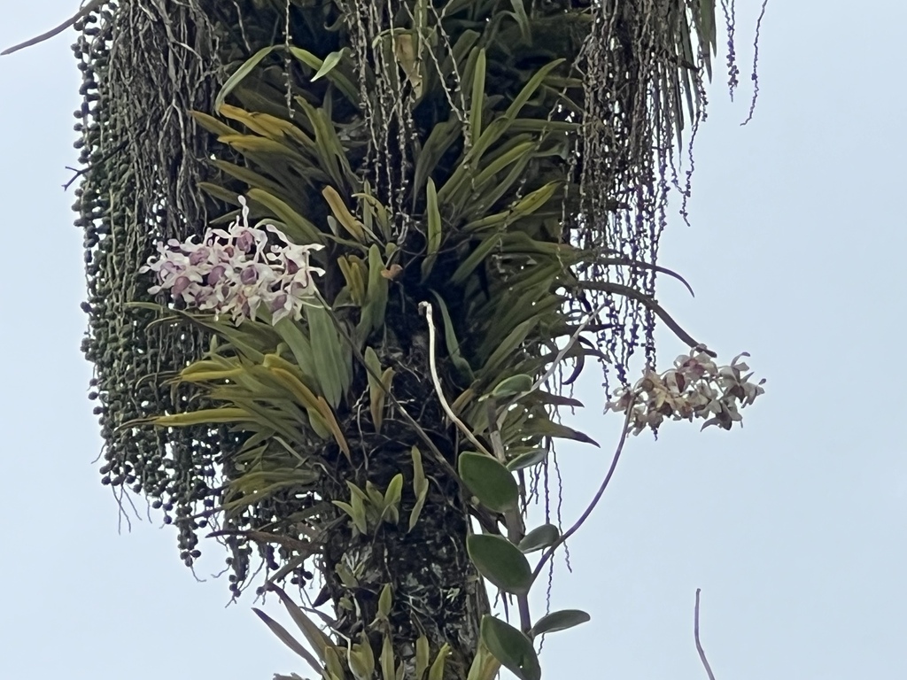 Dendrobium nindii W.Hill 3