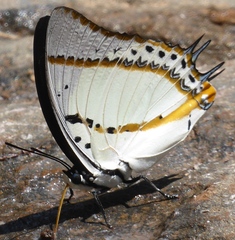 Polyura nepenthes
