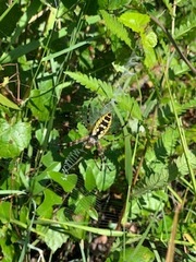 Argiope aurantia image