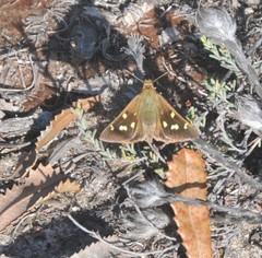 Hesperilla trimaculata