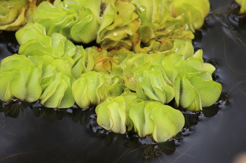Salvinia hastata