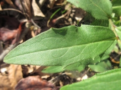 Hieracium umbellatum