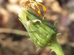Hieracium umbellatum