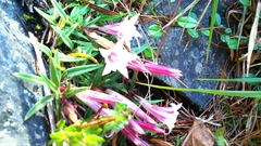 Tripterospermum microphyllum