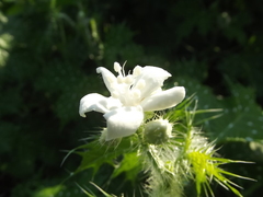Cnidoscolus maculatus