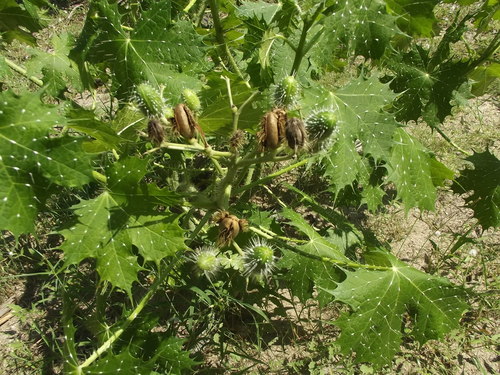 Spotted Bullnettle