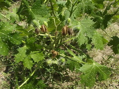 Cnidoscolus maculatus