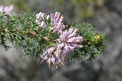 Petrophile serruriae