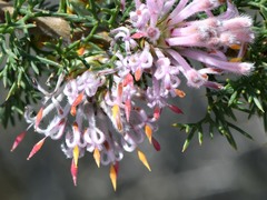 Petrophile serruriae