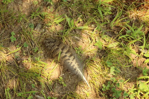 View observation of {o.common_name} on iNaturalist