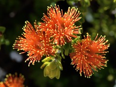 Melaleuca beaufortioides