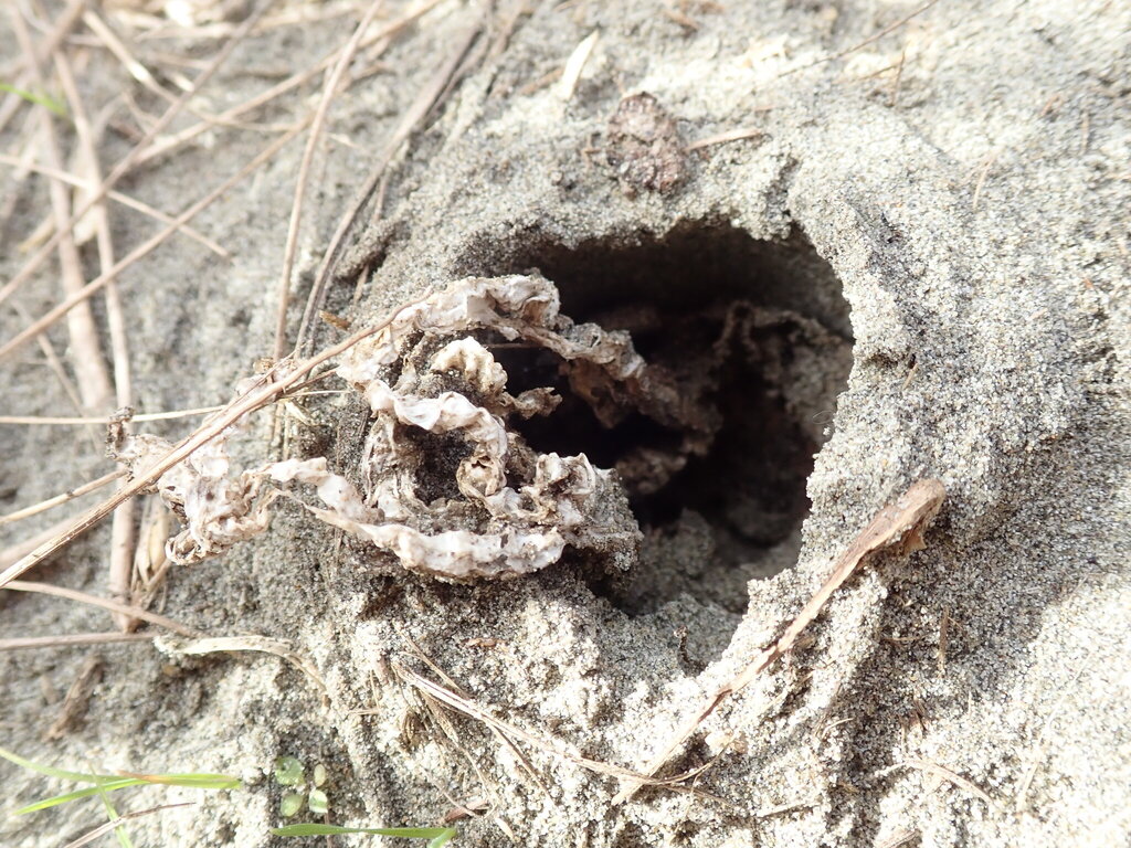 Ileodictyon cibarium · August 2025 · photo: © arnim (iNaturalist, cc-by)