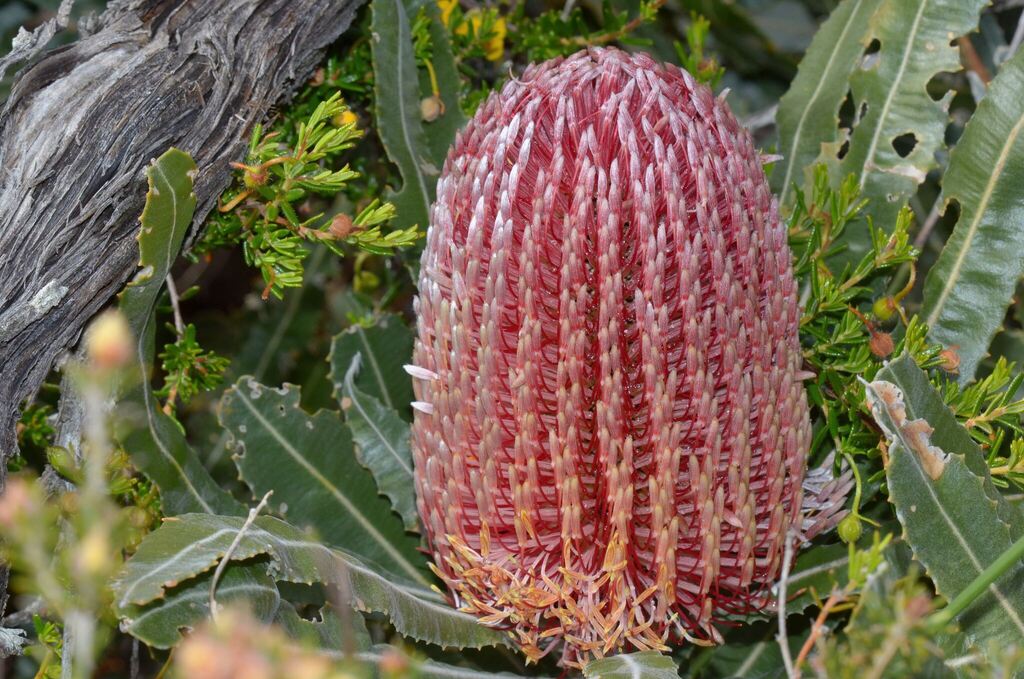 Banksia menziesii (Banksia menziesii)