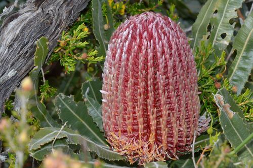 Banksia menziesii (Banksia menziesii)