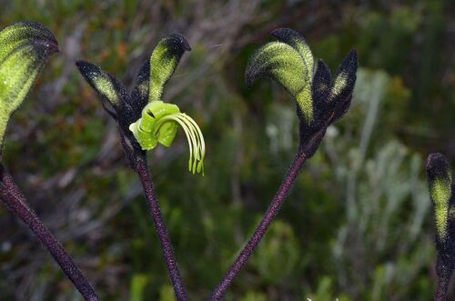 Black Kangaroo Paw (Macropidia fuliginosa)