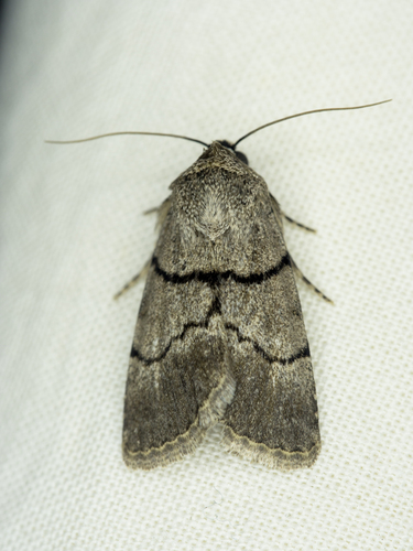 Sympistis dischorda