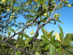 Bursera cerasiifolia