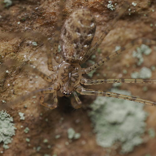 Hypochilus gertschi