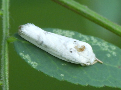 Pale Gray Bird-dropping Moth photo 3