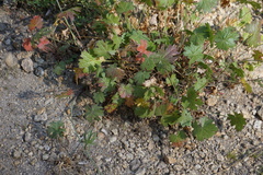 Ribes montigenum