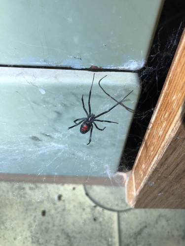 iNaturalist observation photo of Western Black Widow