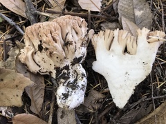 Ramaria rubripermanens
