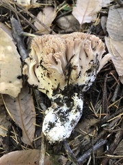 Ramaria rubripermanens