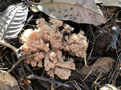Ramaria rubripermanens