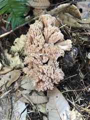 Ramaria rubripermanens