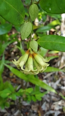 Dicoryphe stipulacea image